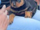 Magnifique chiots Rottweiler lof