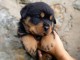 Magnifique chiots Rottweiler lof