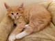 adoption magnifique chaton Norv&eacute;gien &acirc;g&eacute; de 3 mois