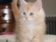 adoption magnifique chaton Maine Coon &acirc;g&eacute; de 3 mois