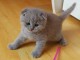 adoption magnifique chaton Highland Fold &acirc;g&eacute; de 3 mois