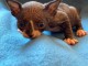 adoption magnifiques chaton sphynx &acirc;g&eacute;s de 3 mois