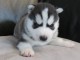 Superbes chiots husky femelle et m&acirc;le disponible