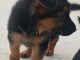 magnifiques Chiots Berger Allemand LOF 1 m&acirc;le et femelles