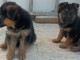 magnifiques Chiots Berger Allemand LOF 1 m&acirc;le et femelles