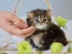 adoption magnifique chaton Persan Chinchilla &acirc;g&eacute; de 3 mois