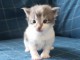 adoption magnifique chaton Norv&eacute;gien &acirc;g&eacute; de 3 mois