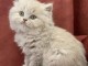 adoption magnifiques chaton British Shorthair &acirc;g&eacute;s de 3 mois