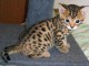 adoption chaton Bengal &acirc;g&eacute;s de 3 mois