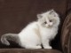 adoption magnifiques chaton Ragdoll &acirc;g&eacute;s de 3 mois