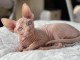 adoption magnifiques chaton sphynx &acirc;g&eacute;s de 3 mois