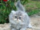 adoption magnifique chaton Persan Chinchilla &acirc;g&eacute; de 3 mois