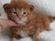 adoption magnifique chaton Maine Coon &acirc;g&eacute; de 3 mois
