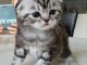 adoption magnifique chaton Highland Fold &acirc;g&eacute; de 3 mois