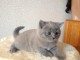 adoption magnifique chaton Chartreux &acirc;g&eacute; de 3 mois