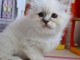 adoption magnifiques chaton sacr&eacute; de birmanie &acirc;g&eacute;s de 3 mois