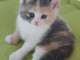 adoption magnifiques chaton British Shorthair &acirc;g&eacute;s de 3 mois