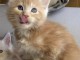 adoption magnifique chaton Maine Coon &acirc;g&eacute; de 3 mois