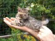 adoption chaton Bengal &acirc;g&eacute;s de 3 mois