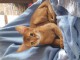 adoption magnifiques chaton Abyssin &acirc;g&eacute;s de 3 mois. 
