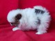 &Agrave; donner chiot spitz pomeranien femelle blanche