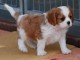 Chiots cavalier king charles femelle blenheim &agrave; donner