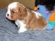 Chiots cavalier king charles femelle blenheim &agrave; donner