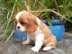 Chiots cavalier king charles femelle blenheim &agrave; donner