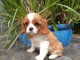 Chiots cavalier king charles femelle blenheim &agrave; donner