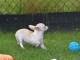 Je c&egrave;des chiot femelle chihuahua blanc cr&egrave;me