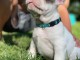 Bouledogue fran&ccedil;ais pour adoption