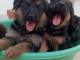 magnifiques Chiots Berger Allemand LOF 1 m&acirc;le et femelles 