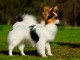 Chiots Papillon Pr&ecirc;ts pour la nouvelle maison