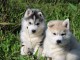 Disponible de suite des magnifiques Husky de Sib&eacute;rie