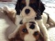 Cavalier king-charles &agrave; donner