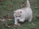 A donn&eacute; magnifique chiot sib&eacute;rien husky
