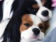 Cavalier king-charles &agrave; donner
