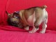 Chiots bouledogue fran&ccedil;ais