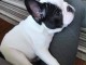 Chiots bouledogue fran&ccedil;ais