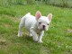 Chiots bouledogue fran&ccedil;ais disponible