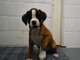 chiot boxer trois mois