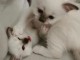 Chatons sacr&eacute; de birmanie A donner