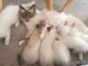 Chatons sacr&eacute; de birmanie A donner