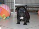 Chiots bouledogue fran&ccedil;ais 