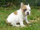 Chiot bouledogue fran&ccedil;ais disponible