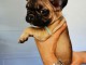 disponible de suite bouledogue fran&ccedil;ais