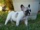  Adorable chiot bouledogue Fran&ccedil;ais &agrave; DONNER