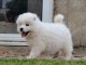 Chiots samoyede pedigr&eacute; a donner