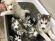 magnifiques Chiots Husky Sib&eacute;rien LOF 1 m&acirc;le et femelles