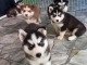 Disponible de suite &agrave; l&rsquo;adoption chiots husky